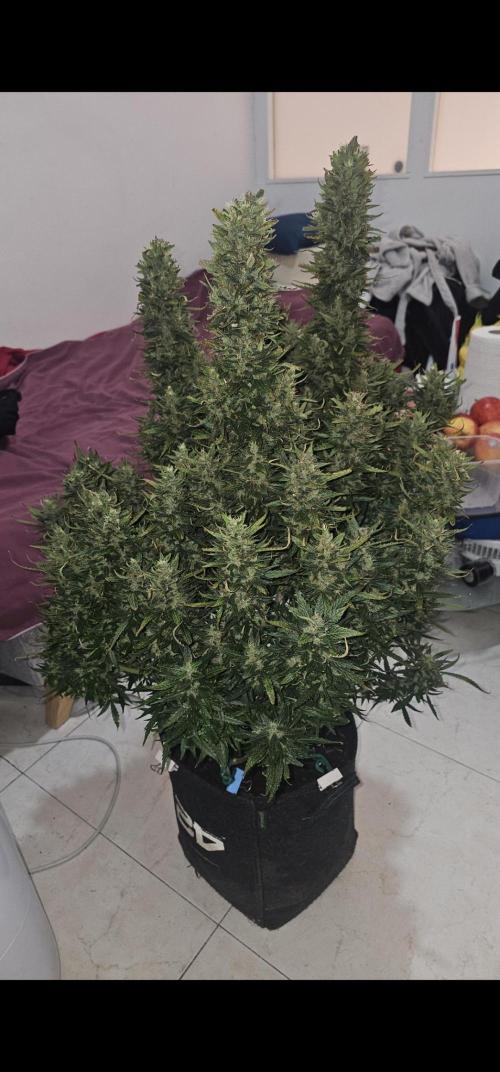 Gorilla cookies auto. Week 11