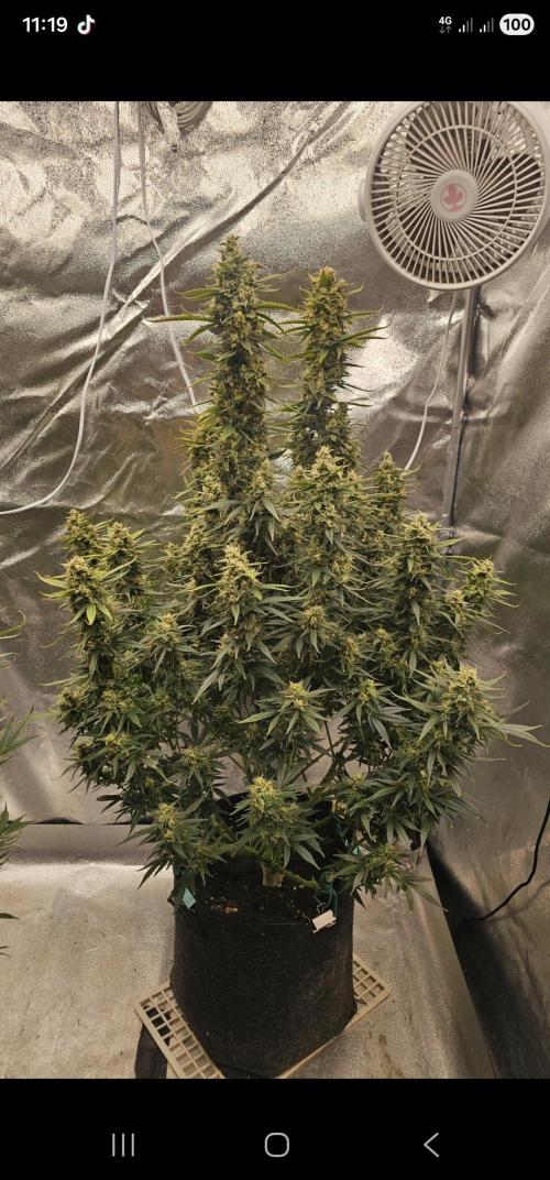 Gorilla cookies auto. Week 11