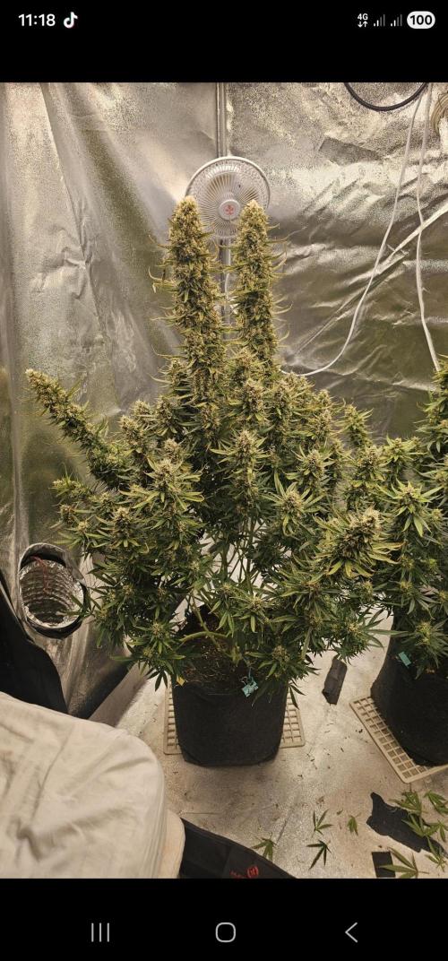 Gorilla cookies auto. Week 11