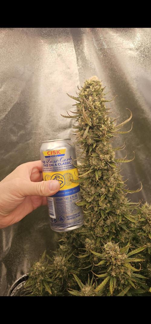 Gorilla cookies auto. Week 11