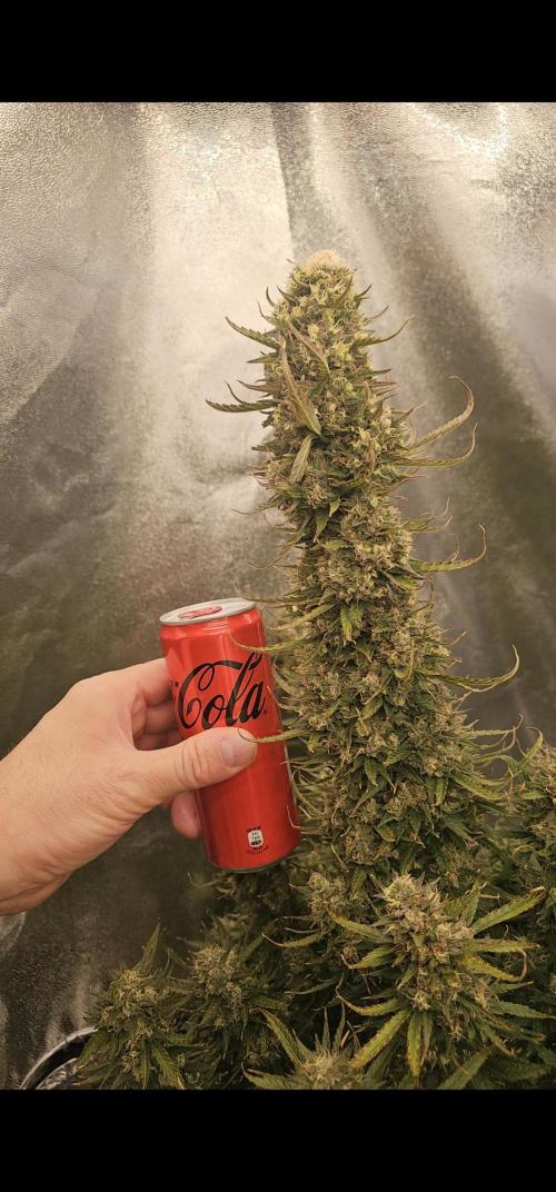 Gorilla cookies auto. Week 11