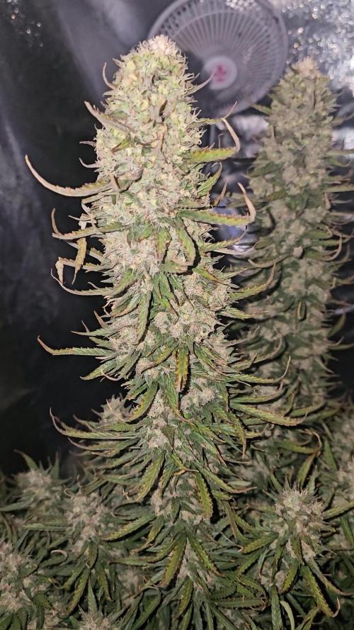 Gorilla cookies auto
