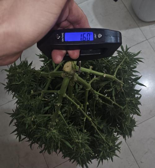 Gorilla cookies auto. Week 11