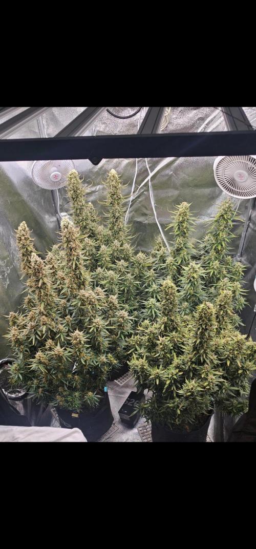 Gorilla cookies auto. Week 12