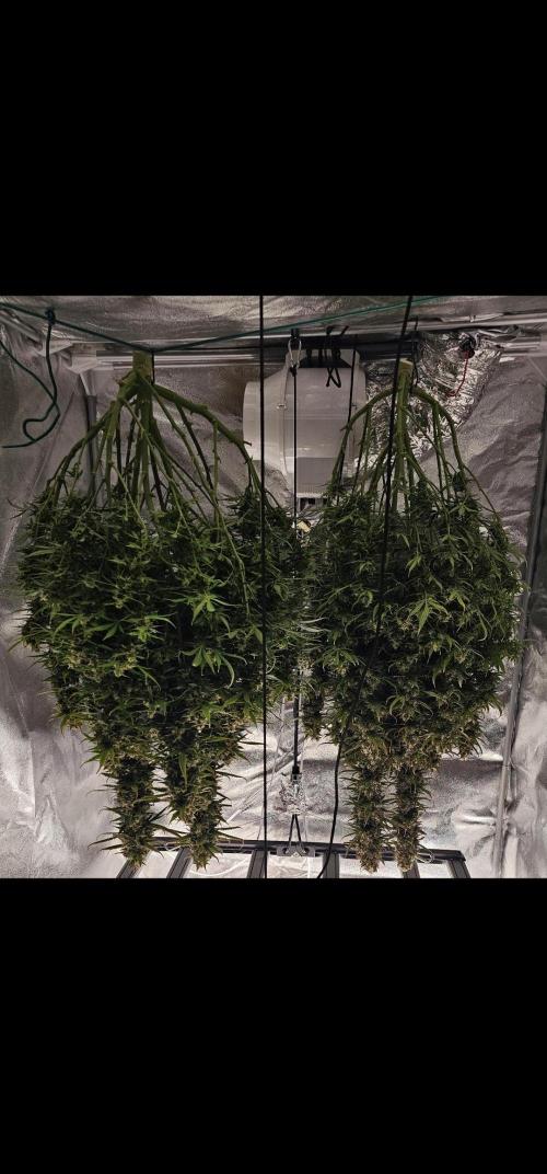 Gorilla cookies auto. Week 12