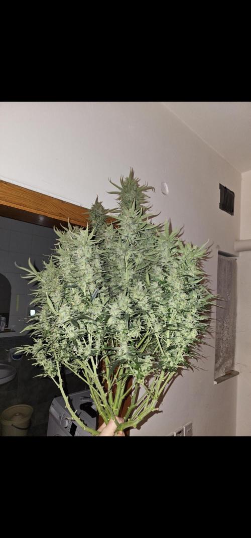 Gorilla cookies auto. Week 12