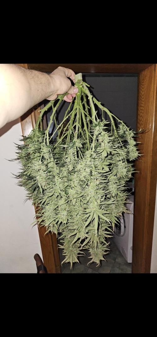 Gorilla cookies auto. Week 12