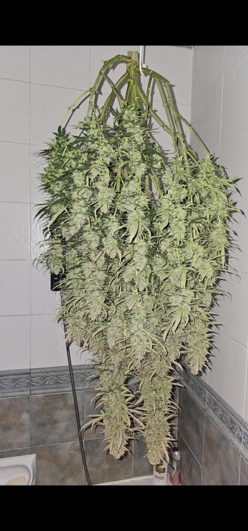 Gorilla cookies auto. Week 12