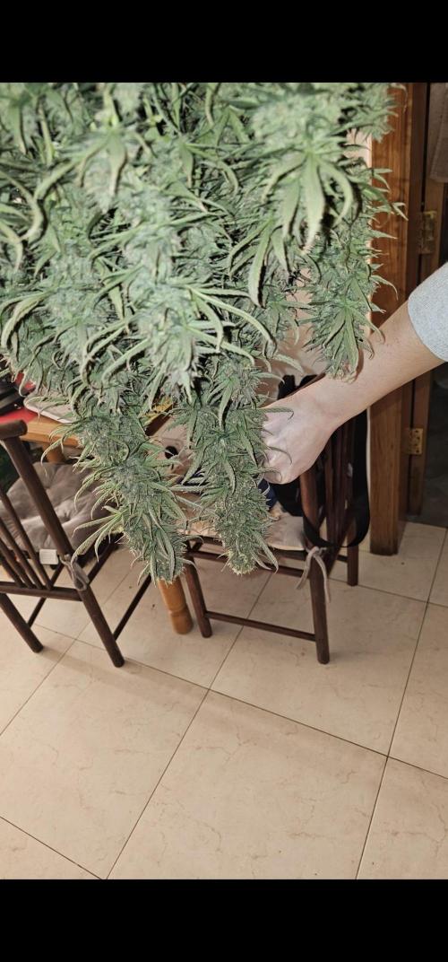 Gorilla cookies auto. Week 12