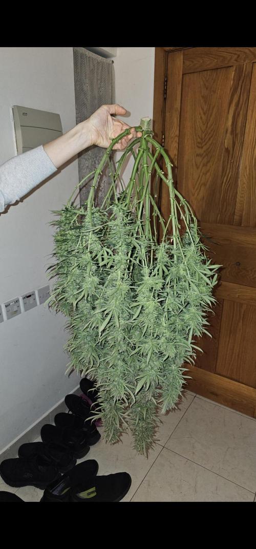 Gorilla cookies auto. Week 12