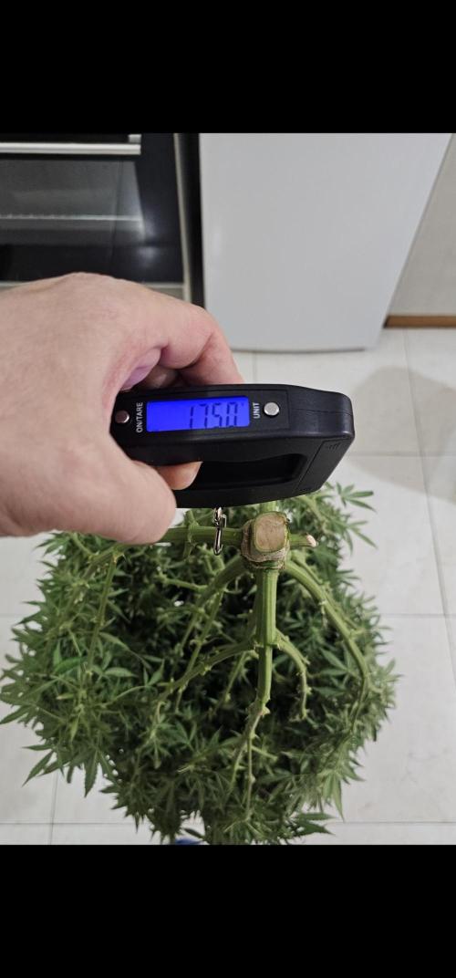 Gorilla cookies auto. Week 12