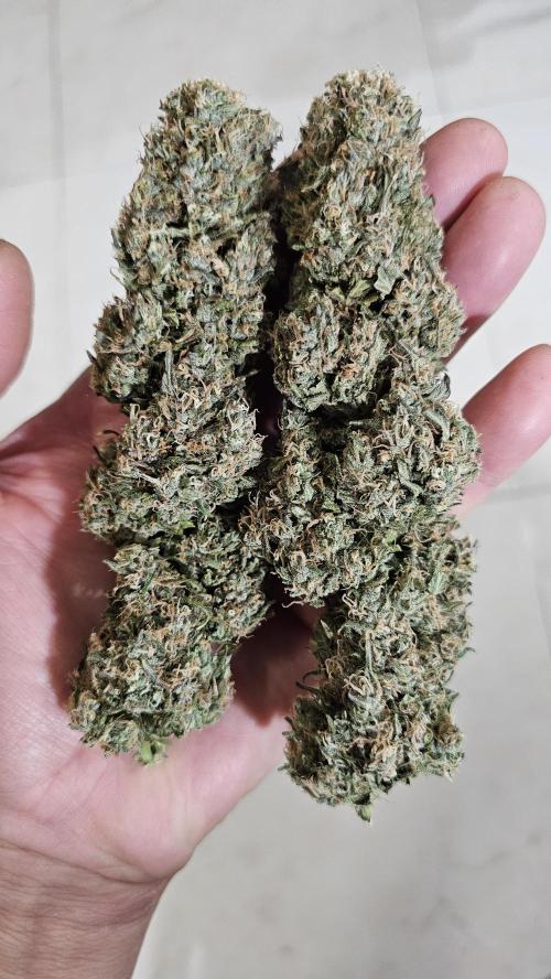 Gorilla cookies auto. Week 12