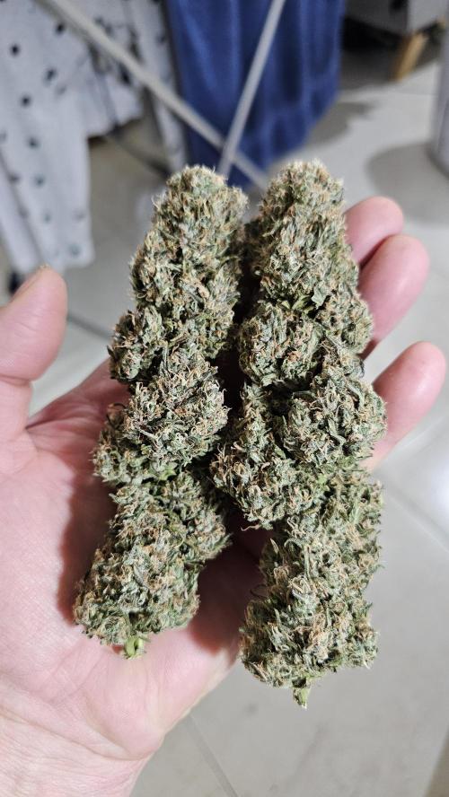 Gorilla cookies auto. Week 12