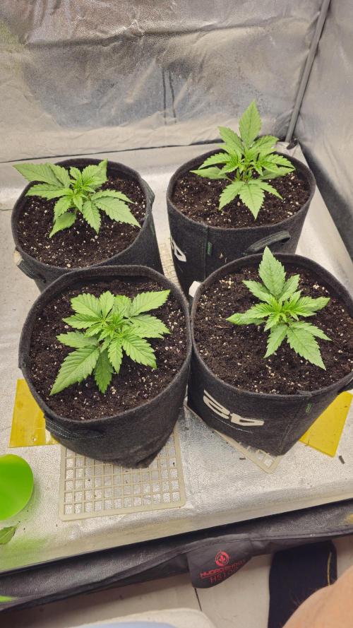 Guava RF 3. Week 2