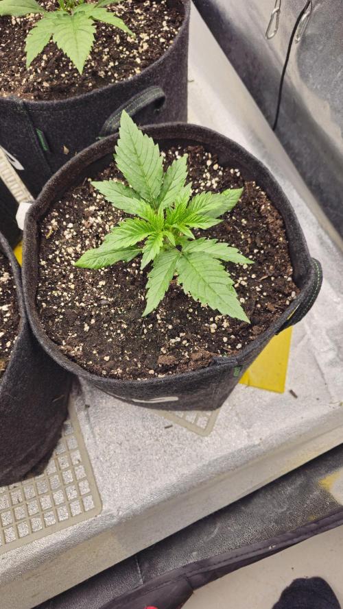 Guava RF 3. Week 2