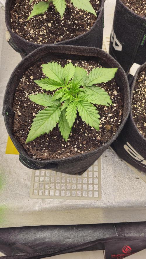 Guava RF 3. Week 2