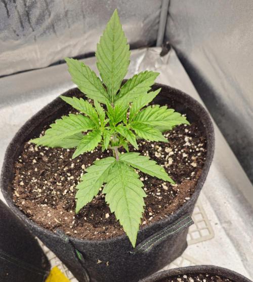 Guava RF 3. Week 2