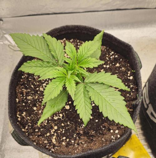 Guava RF 3. Week 2