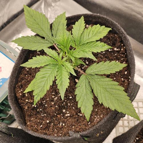 Guava RF 3. Week 2