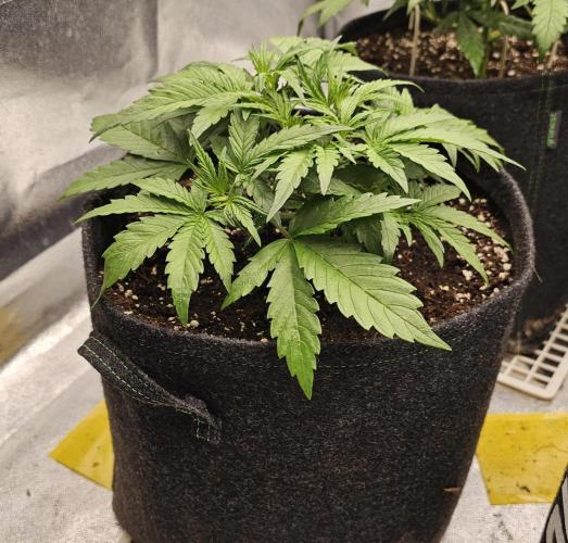 Guava RF 3. Week 3