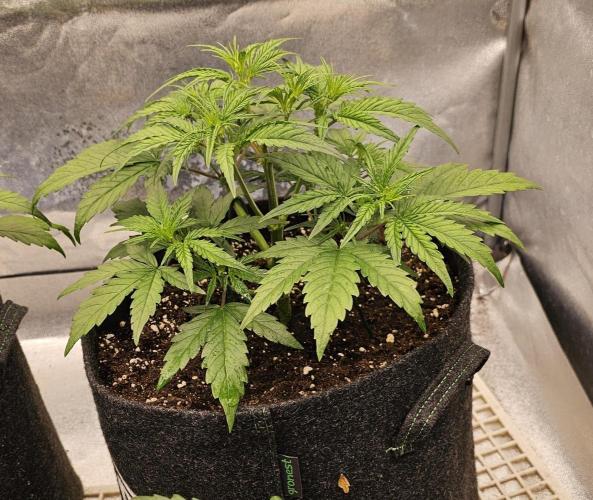Guava RF 3. Week 3