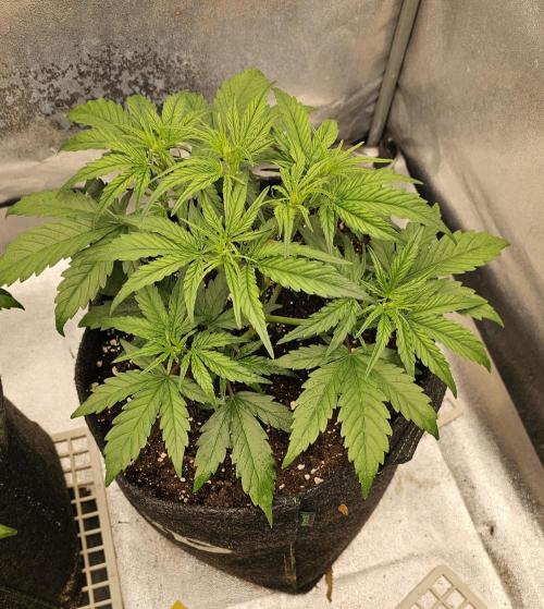 Guava RF 3. Week 3