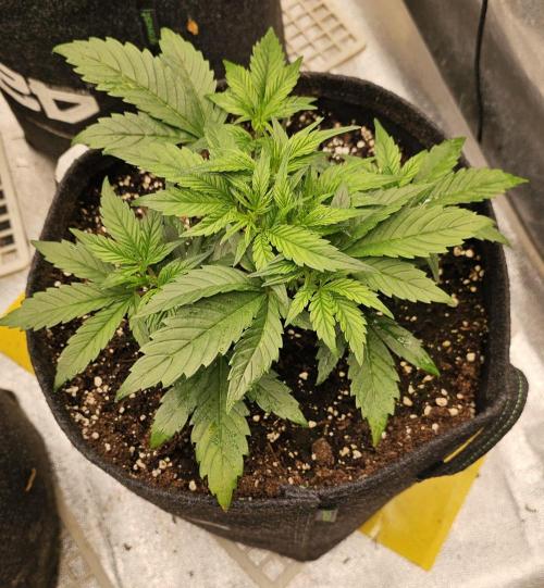 Guava RF 3. Week 3