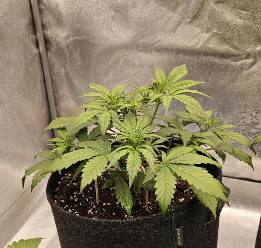 Guava RF 3. Week 3