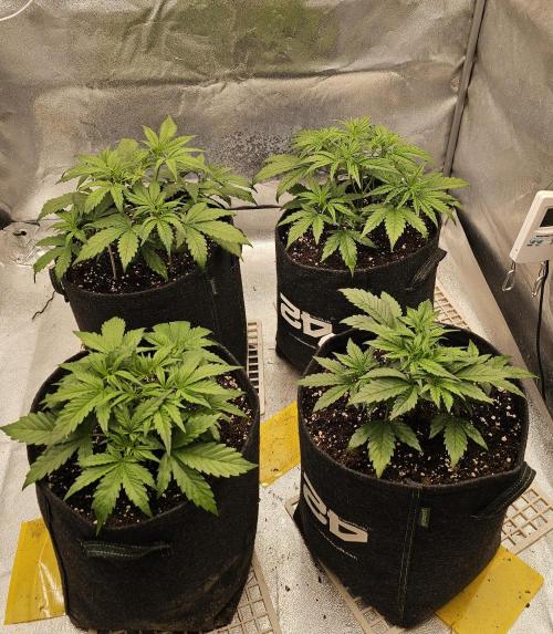 Guava RF 3. Week 3