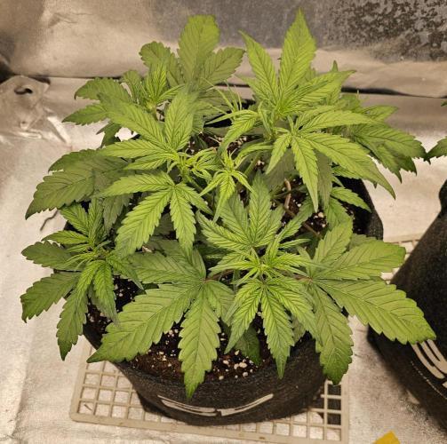 Guava RF 3. Week 3