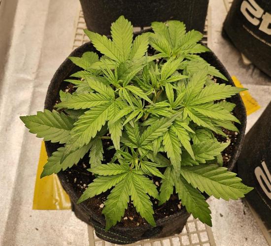 Guava RF 3. Week 3