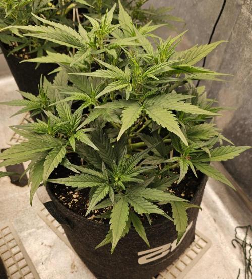 Guava RF 3. Week 4