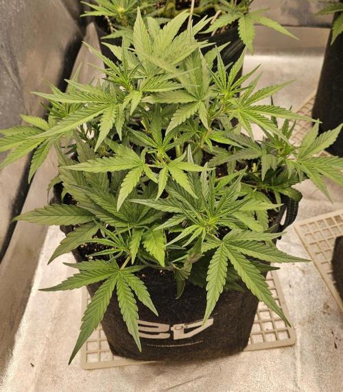 Guava RF 3. Week 4