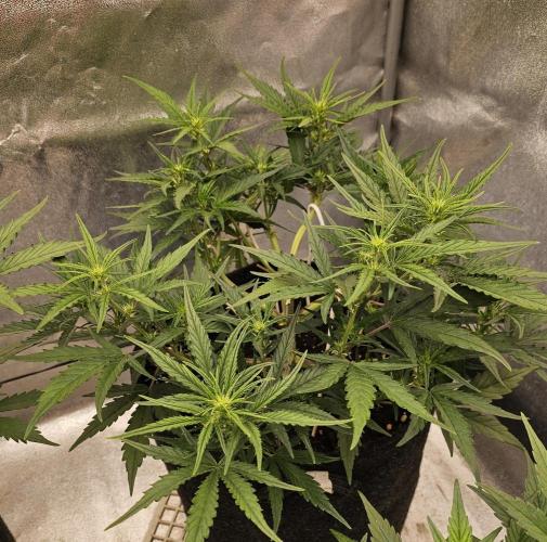 Guava RF 3. Week 4