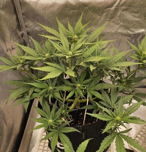 Guava RF 3. Week 4