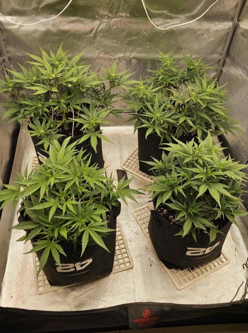 Guava RF 3. Week 4
