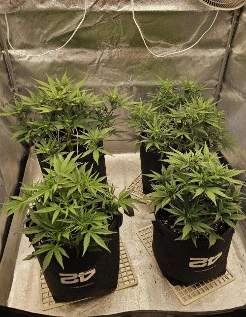 Guava RF 3. Week 4