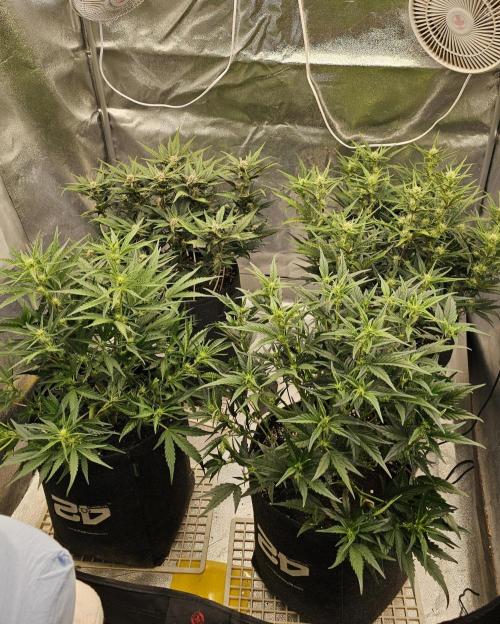 Guava RF 3. Week 5