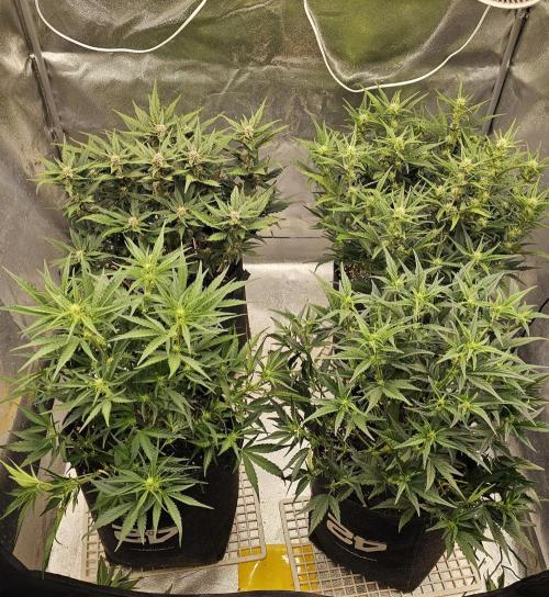 Guava RF 3. Week 5