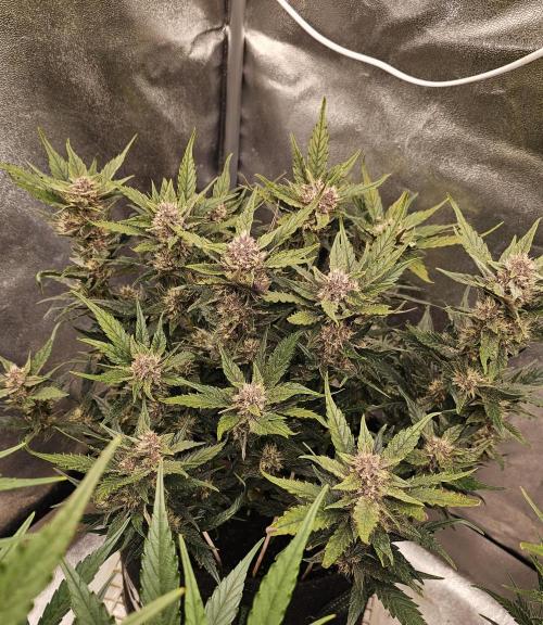 Guava RF 3. Week 6