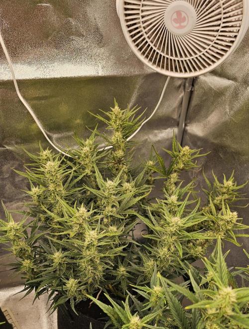 Guava RF 3. Week 6