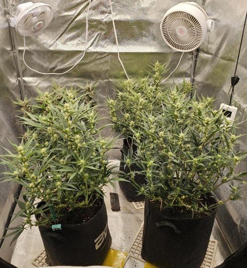 Guava RF 3. Week 6