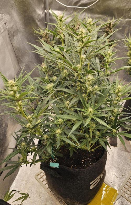 Guava RF 3. Week 6