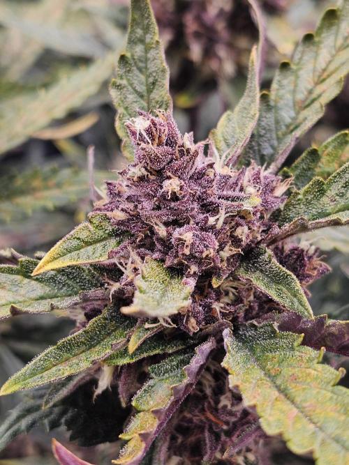 Guava RF 3. Week 7
