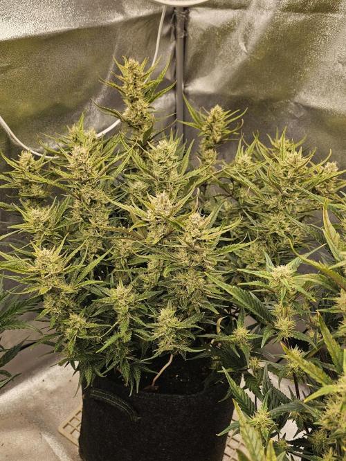 Guava RF 3. Week 7