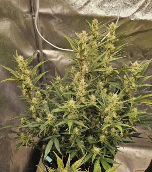 Guava RF 3. Week 7
