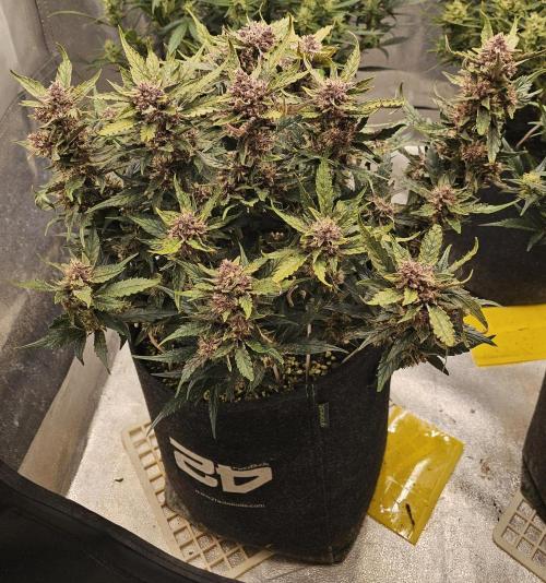 Guava RF 3. Week 7