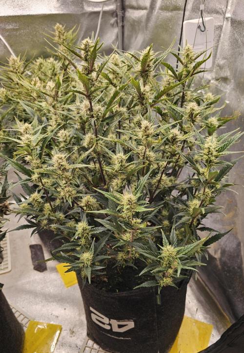 Guava RF 3. Week 7