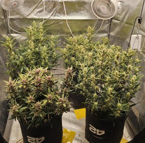 Guava RF 3. Week 7
