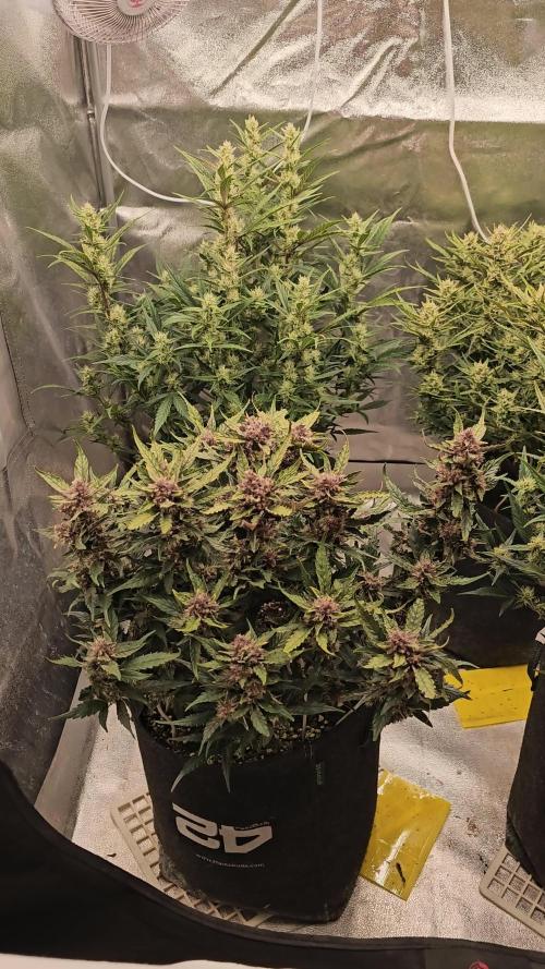 Guava RF 3